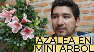 Azalea Mini Arbol / Azalea Mini Copa / Aprendiendo a Cuidar - YouTube