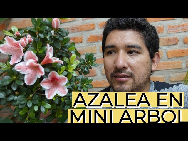 Azalea Mini Arbol / Azalea Mini Copa / Aprendiendo a Cuidar - YouTube