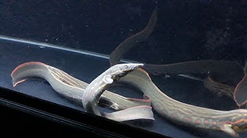 Cá hỏa long. Cá chạch lửa.... Ken Nhi Shop...