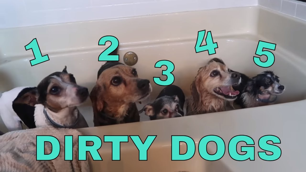 5 DOGS IN THE TUB! YouTube