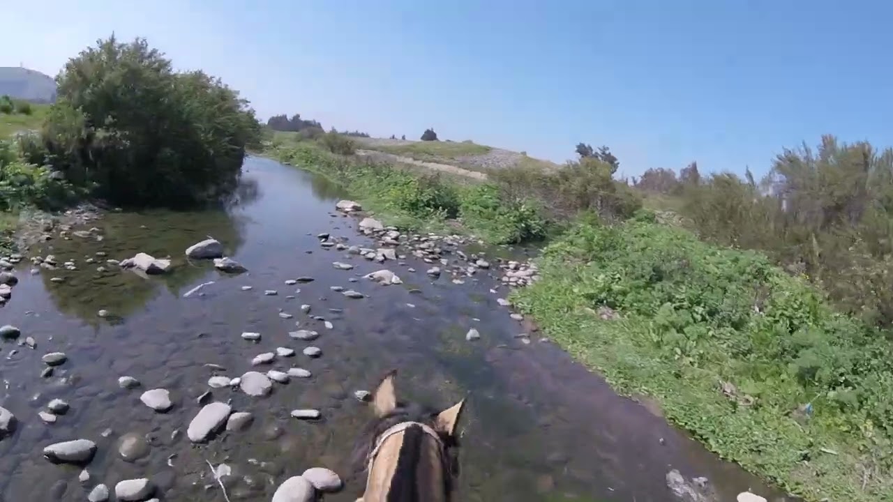 carreron brao viejou 🐴🥵🤝🤠