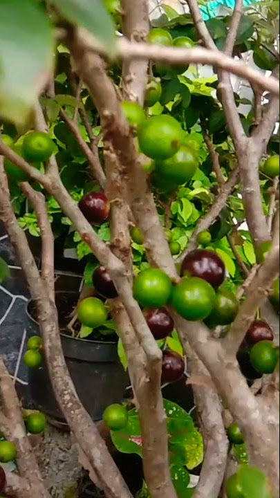 BONSAI ANGGUR BRAZIL BERBUAH LEBAT DIDALAM POT