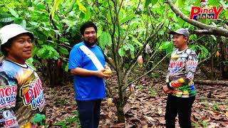 Cacao Farmer Hero Paano  Umasenso sa Cacao Farming? Panoorin ang Diskarte