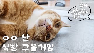 집사가 쓸모엄는거슬 사와따 (부제: 짐벌로 식빵굽는 고양이 찍기) | 고양이 브이로그 | cat vlog by 전자 고양이 솜뭉치 969 views 4 months ago 4 minutes, 2 seconds