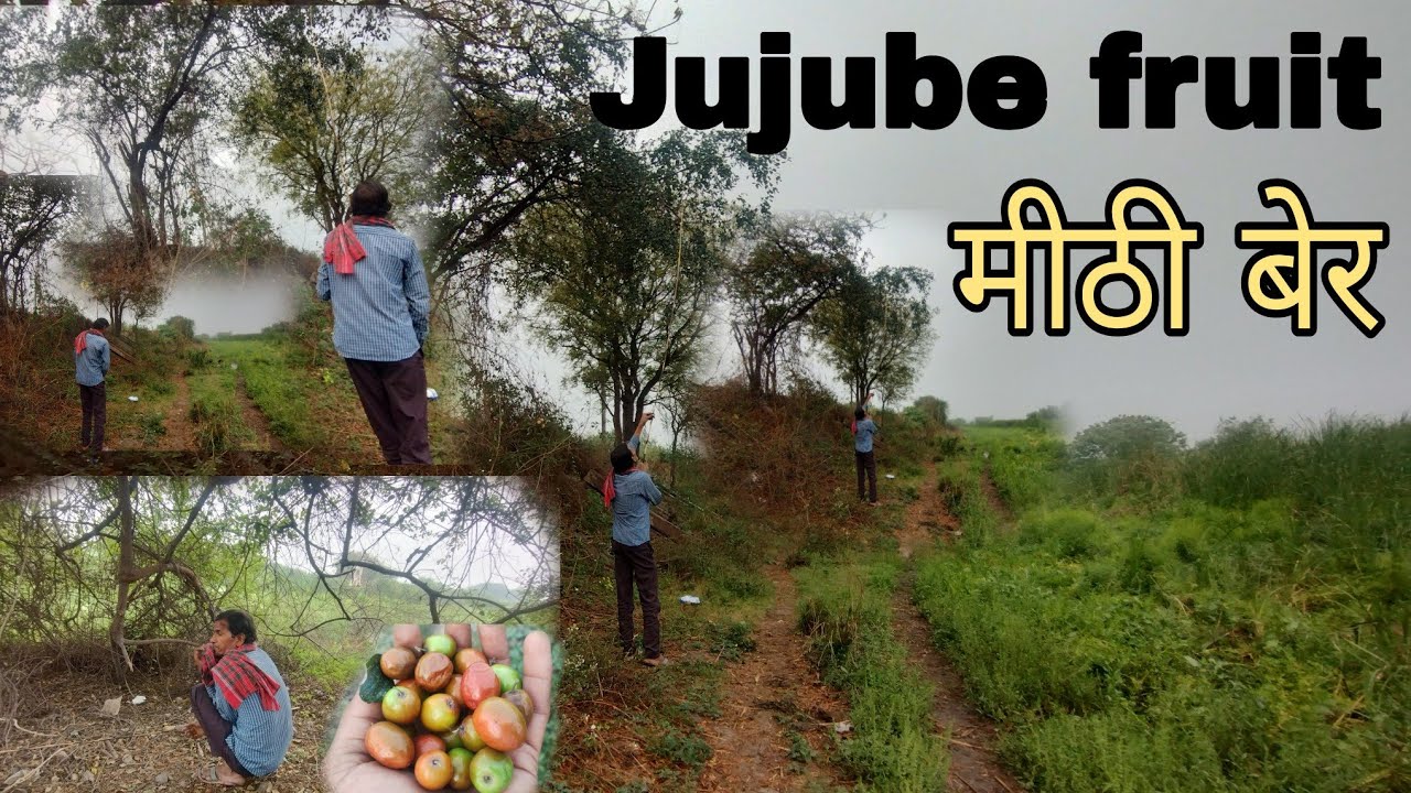Fresh jujube fruit indian vlog jujube fruit tree jujube fruit
