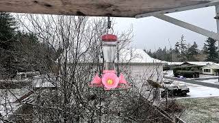 Hummingbird Series - Nov  2022 by @VE7ED 55 views 1 year ago 4 minutes, 10 seconds