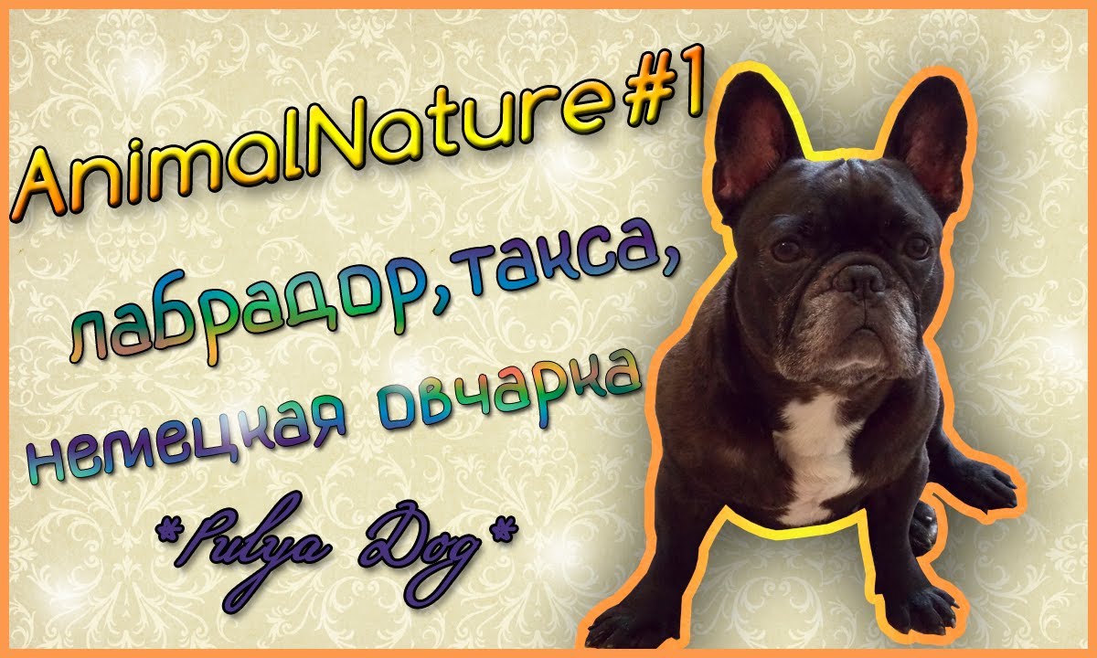 AnimalNature#1:лабрадор,такса, немецкая овчарка//Pulya Dog♥