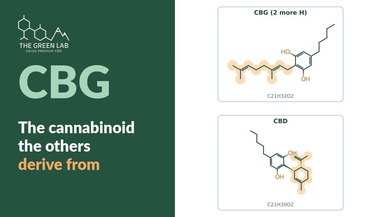 Video: CBG (cannabigerol): the cannabinoid the others derive from