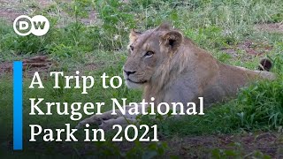 The Kruger National Park During the Pandemic | South Africa's Tourism Industry and the Pandemic