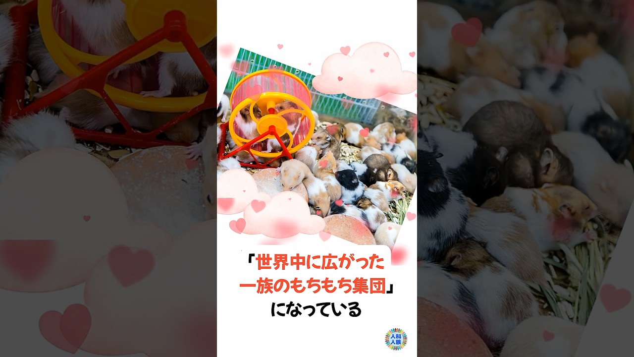 かわいいハムスターの雑学