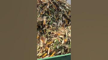 Seed Corn Production | Husk & Sort