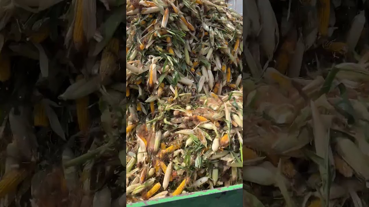 Seed Corn Production | Husk & Sort
