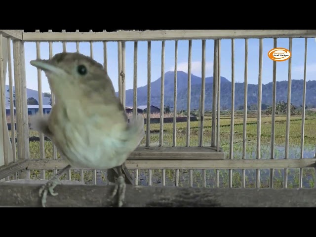 BURUNG KECIL SUARANYA KERAS FLAMBOYAN BERSIUL MERDU BIKIN MERINDING class=