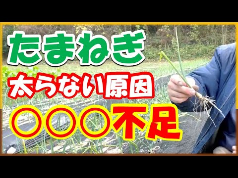 たまねぎは〇〇〇が大好きな理由