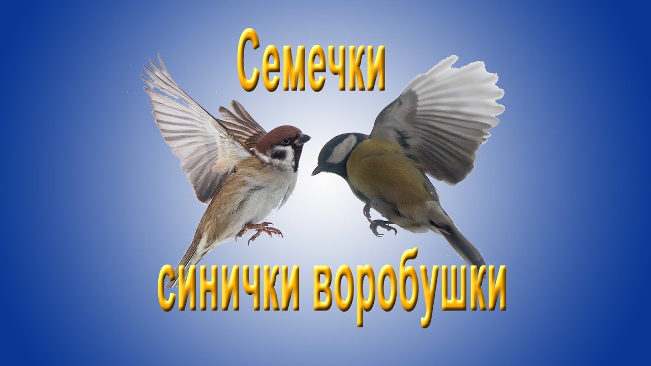 Семечки синички воробушки