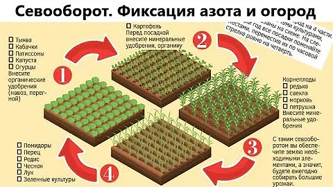 Севооборот. Фиксация азота и сельское хозяйство. Азотфиксирующие бактерии. ЕГЭ по биологии