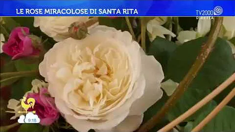 Come ricevere a casa le rose di Santa Rita?