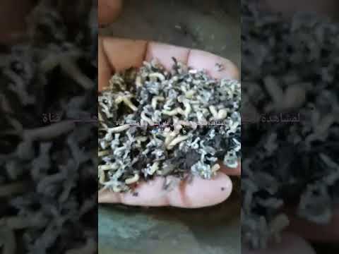 الدود لتغذية البط والسمك
