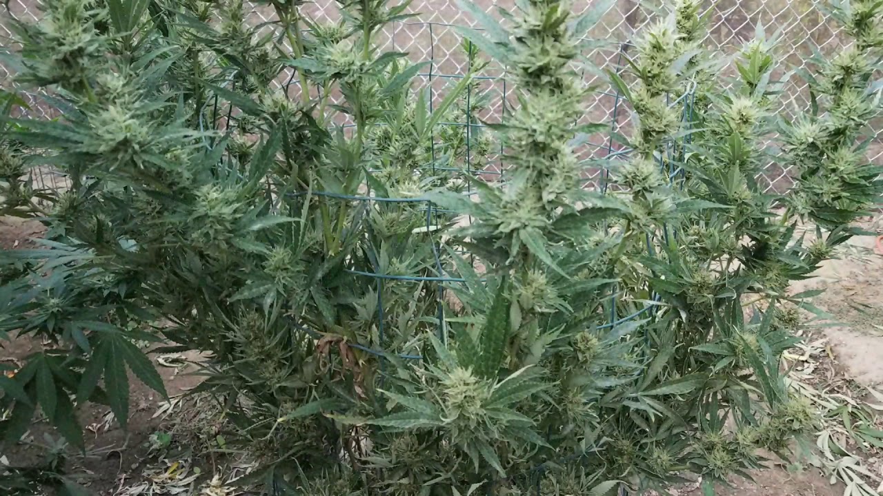 SEASON of the SUGAR "frosty tri-clones"