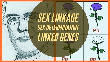 Video number 3 -Biology Bugbears Genetics-Linkage-Sex Determination-Sex Linkage