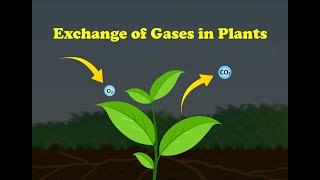Exchange of Gases in Plants screenshot 4