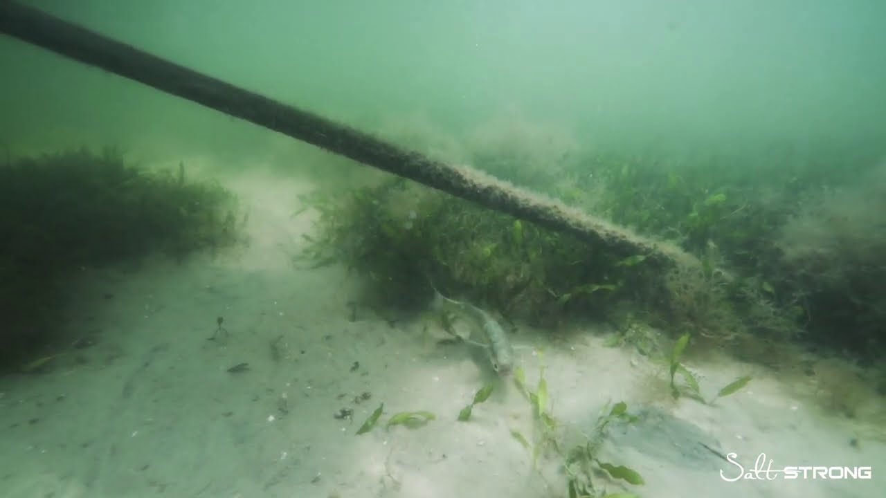 RIGGING LIVE MULLET (For Large Redfish, Snook, & Trout In Thick Structure)