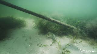 RIGGING LIVE MULLET (For Large Redfish, Snook, & Trout In Thick Structure)