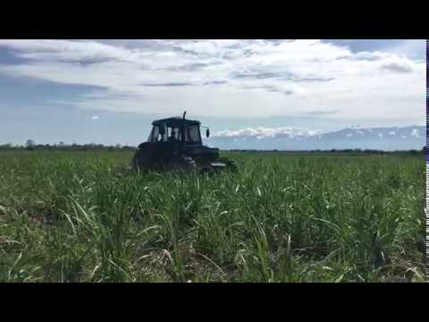 Plantación caña de azúcar cooperativas  La Isla , Jujuy , Argentina