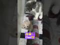 😱😁🙋🐈 #viral #cat #shortsviral #short #subscribe #youtuber #yuotube_shorts #youtubeshorts #ytshorts