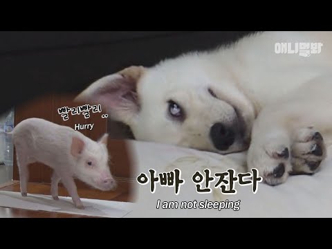 천재돼지 복남이와 바보똥개 복순이 -1화- l Can&amp;#39;t <strong>Silly</strong> Mutt Dog And Genius Pig Get Closer?