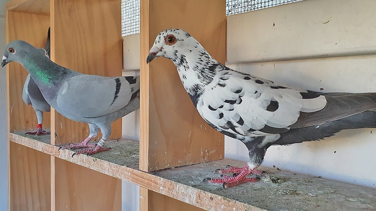 Tiger Grizzle Update