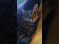 Honey-Voiced Cats
