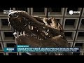 Esqueleto de T-Rex é leiloado por mais de R$ 250 milhões