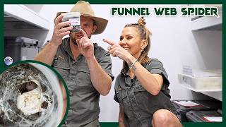 Breeding the World's DEADLIEST Spiders | Venom Diaries