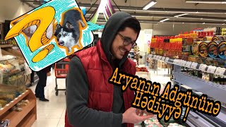 Haski - Husky Köpeğime Doğumgünü Sürprizi Hediyyeyi Parçaladıasmr