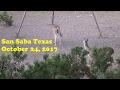 Deer hunt, San Saba Texas