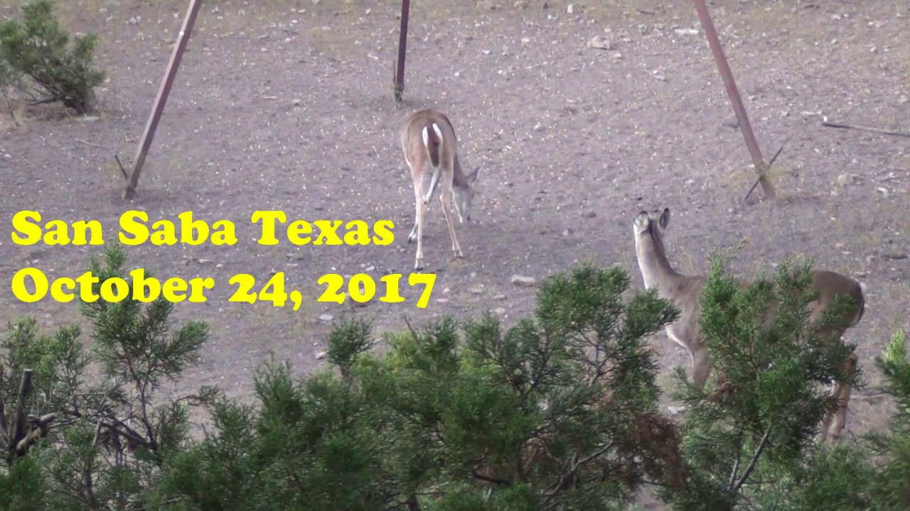 Deer hunt, San Saba Texas YouTube