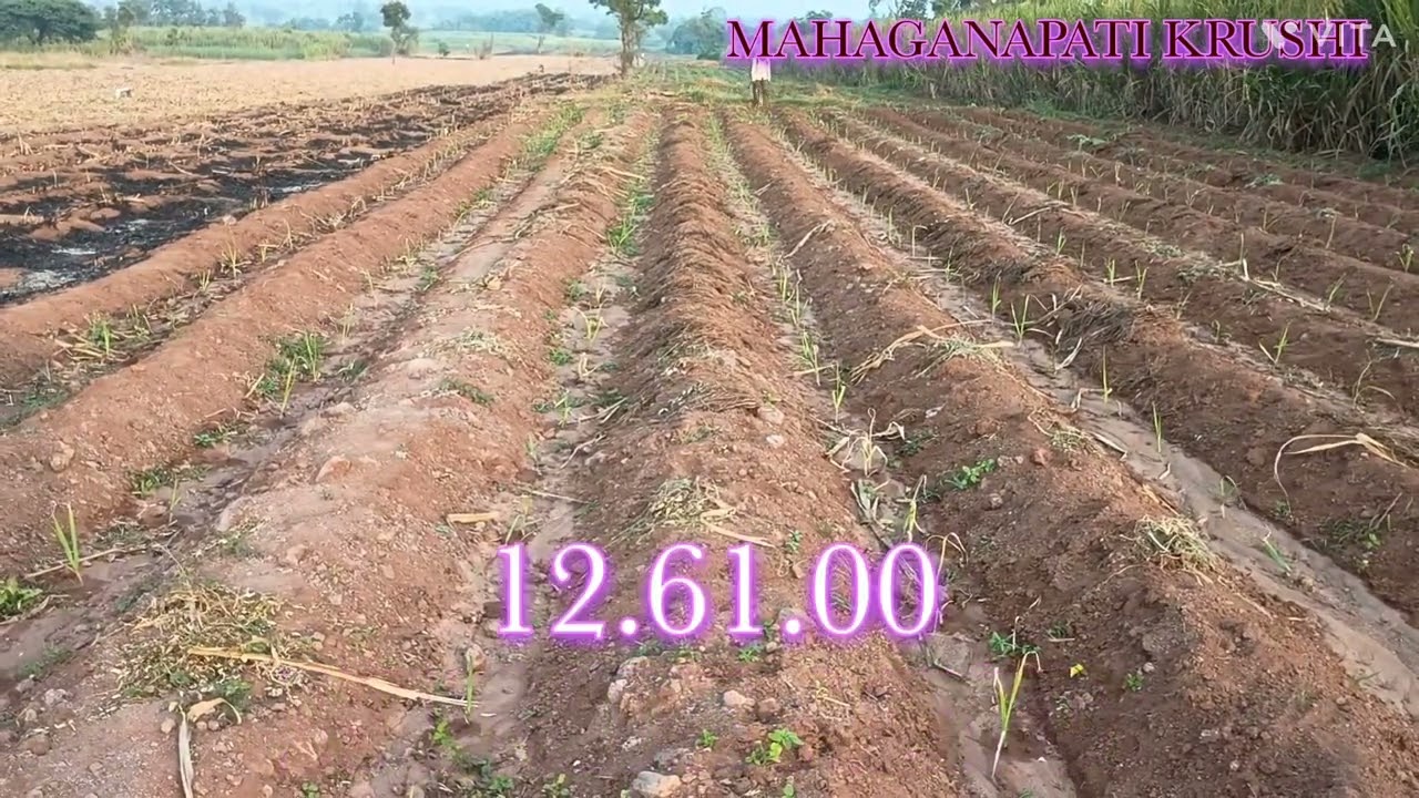 ಕಬ್ಬಿನ ಬೆಳೆಯ ಬೇಸಲ್ ಡೋಸ್ ಮತ್ತು 1st Drenching. 1 ನೇ ವಾರ (0-7 ದಿನಗಳು). ಕಬ್ಬಿನ ನಿರ್ವಹಣೆ - O1.