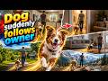 🐶 Why Does My Dog Follow Me Everywhere Suddenly? Discover the Surprising Reasons!