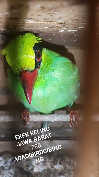 Ekek keling asli jawa barat 750k#abadibirdcibinong