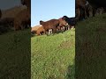 Black Sheep Albinia🇦🇱🐑🐑🐑#viralvideo #viralshortvideo #youtubeshorts