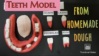 types of human teeth || How to make human teeth 3d Model using homemade dough ,#human teeth model.