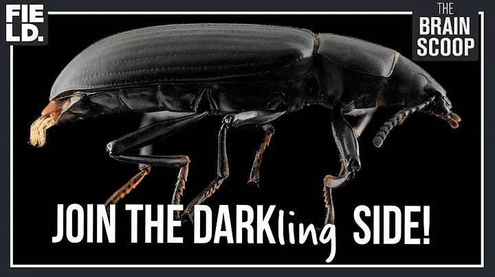 Darkling Beetles: Spray acid, play dead