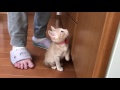 撮影されることに怒る子ねこ