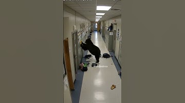 Two Bears Break Into School in Montana