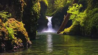 Peaceful Relaxing Instrumental Music, Calm Meditation Music "Celtic Forest" by Tim Janis