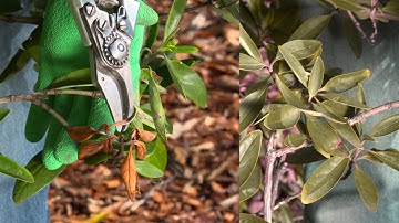 How to Prune Plants (English)