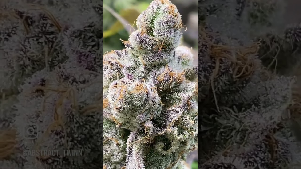 CLEARWATER GENETICS 🧬 NYC ABSTRACT SOHO NEXT BRAND oUT OF NYC