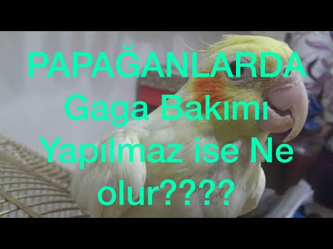 Video: Evdə bir papağana necə düzgün qulluq etmək olar