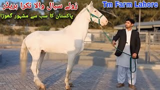 Zully Sial Wala Nukra breeder ghora | Tm farm Lahore |Marwari horse